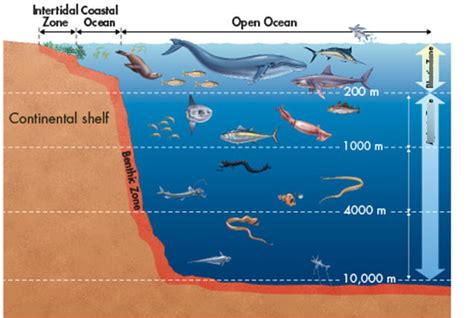 Aquatic Life Ocean Layers Diagram Quizlet