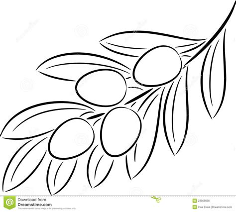 Olive branch vector image on | çizim, zeytin ağacı, çizimler. Olive Branch Royalty Free Stock Image - Image: 23858656