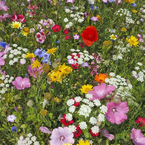 Hummingbird And Butterfly Wildflower Seed Mix 1 Lb Wild Flower Seed