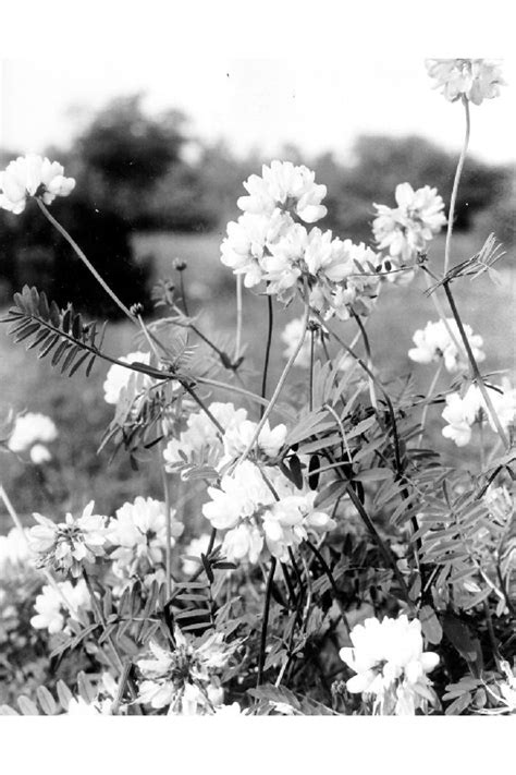 Crown Vetch Invasive Plants Of Pittsburgh · Inaturalist