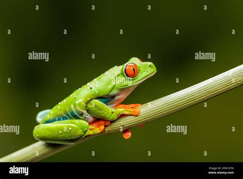 Red Eyed Tree Frog Agalychnis Callidryas Closeup With Selective