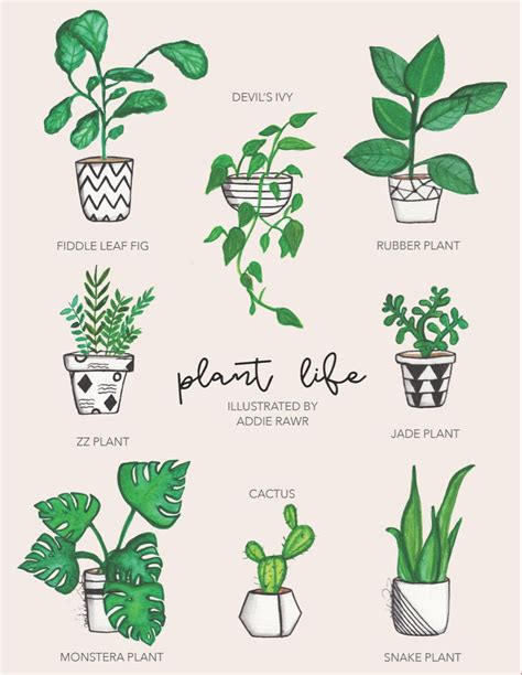 Plant Life Plant Illustration Plant Drawing Easy Drawings