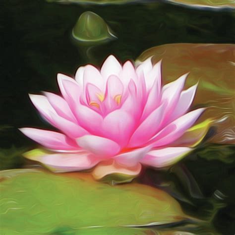 Pink Lotus Flower Painting Br