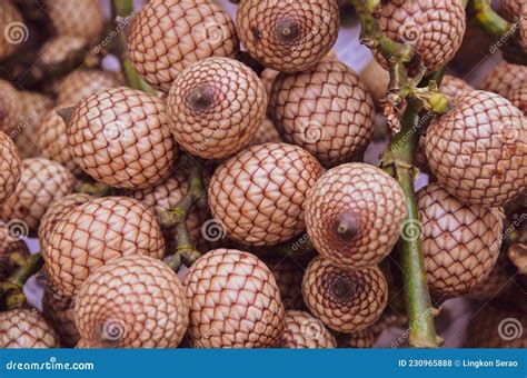 Tropical Calamus Erectus Fruit Also Known As Rattan Palm Fruits In The