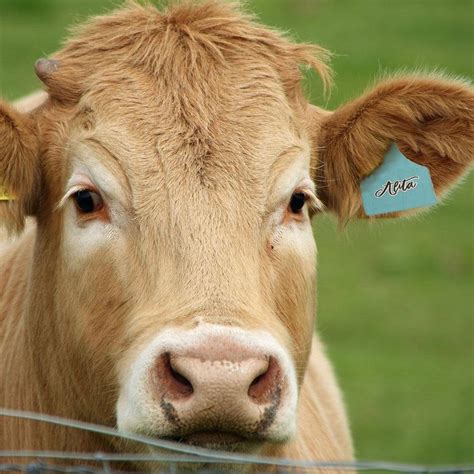 Custom Cattle Ear Tag