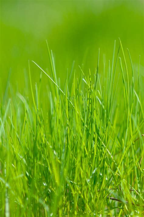 Grass Green Macro Meadow Hd Phone Wallpaper Peakpx