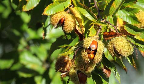 Chestnut Tree How To Grow And Maintain Tips In 2023