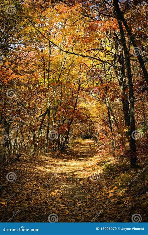 Autumn Scene Of A Forest Trail With Colorful Trees Stock Image Image