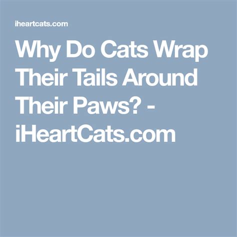 Why Do Cats Wrap Their Tails Around Their Paws Cats Paw Wrap
