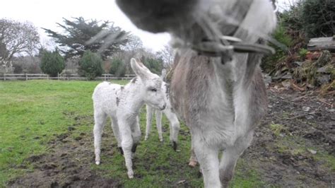 Donkey Gives Birth To Twin Filly Foals In Ireland Just Wait Until You