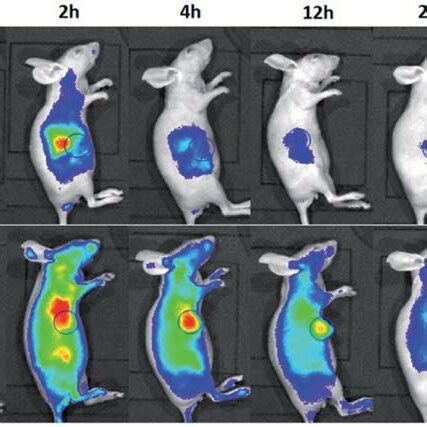 In Vivo Imaging And Biodistribution Analysis Of Mice Bearing 4T1 Tumors