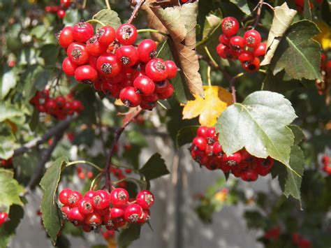 Washington Hawthorns Produce Bright Red Berries That Last Long Into The