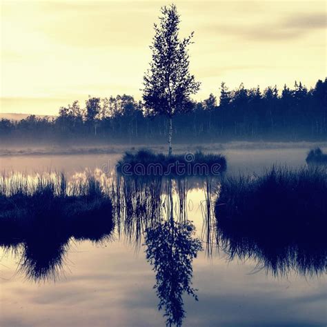 Swampy Lake With Mirror Water Level In Mysterious Forest Young Tree On