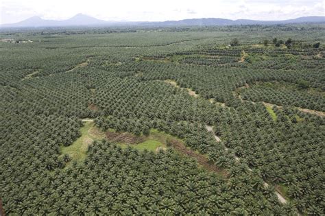 Official facebook page of malaysian palm oil board. The new face of Latin American farming | Latin America Bureau