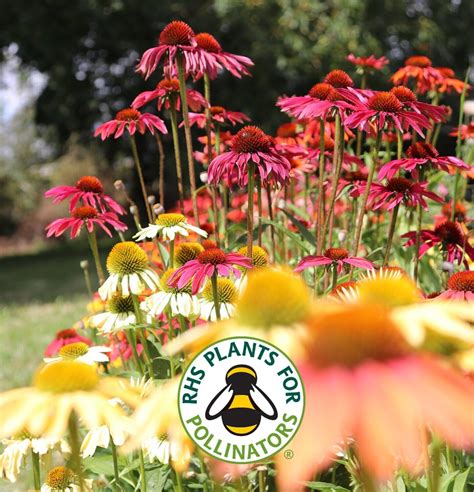 Rhs Plants For Pollinators Border Collection