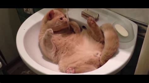 Funny Cat Fails Compilation 2016 Youtube