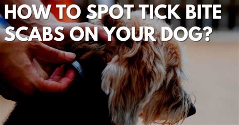 How To Spot Tick Bite Scabs On Your Dog Stop Ticks