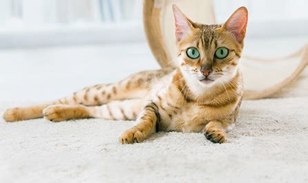 Feline kidney disease may be linked to a particular vaccine. The truth about renal diets for cats | Cat Kidney ...