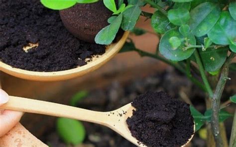 Which Plants Do Not Like Coffee Grounds You Should Know