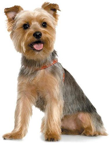 85 Best Images About Yorkie Haircuts On Pinterest Best
