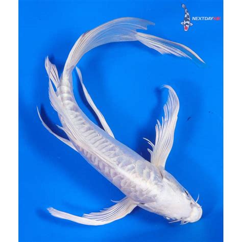 9 Imported Doitsu Platinum Ogon Butterfly Koi Koi Fish For Sale