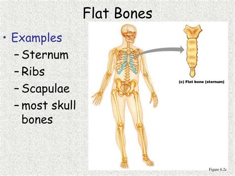 Ppt Chapter 6 Bones And Skeletal Tissues Powerpoint Presentation