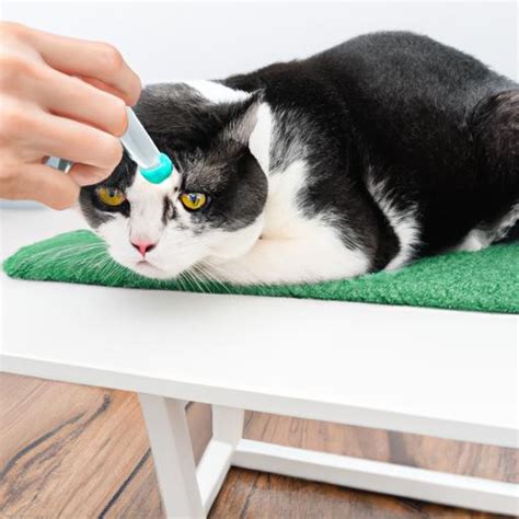How To Treat Rodent Ulcers In Cats At Home