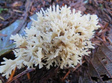 Crested Coral Mushroom Gohikingca