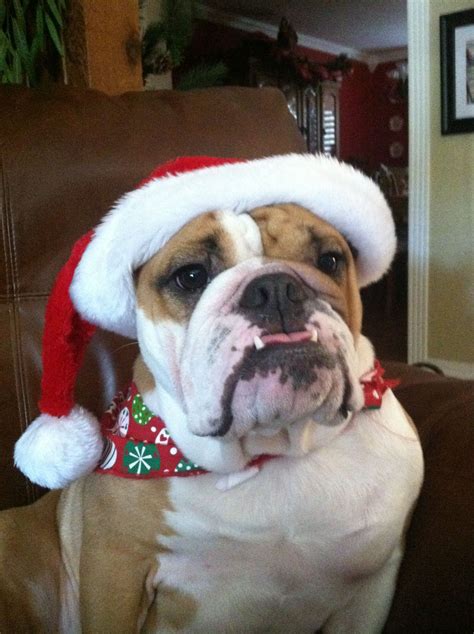 Merry Christmas Bullie Sunnythebulldog Bulldog Furry Friend