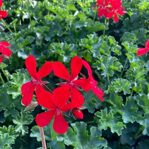 Acheter Geranium Lierre Red Blizzard Très Florifère Et Autres Plantes