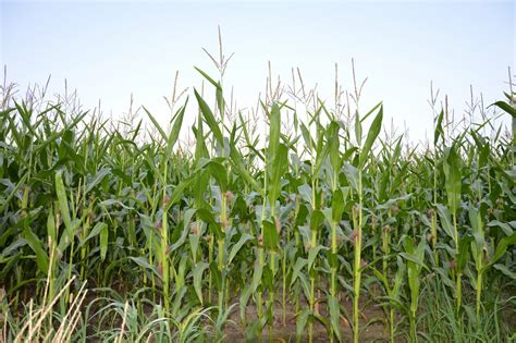 Corn Field Free Stock Photo Public Domain Pictures
