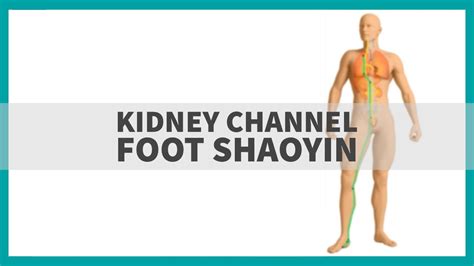 Tcm Anatomy Kidney Channel Of Foot Shaoyin Youtube