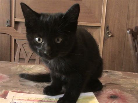 Adoptándonos Dos Gatitos Negros Muy Bebés En Adopción Urgente