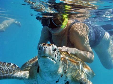 barbados shipwreck snorkel turtles lunch and open bar excursion barbados excursions