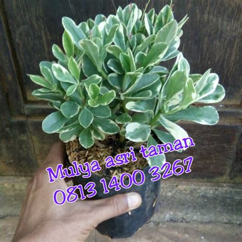 Maybe you would like to learn more about one of these? Tanaman hias ginseng, pohon ginseng putih, tanaman ginseng ...