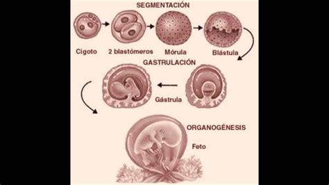 Etapas Del Desarrollo Embrionario Humano Vector Grati Vrogue Co