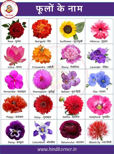 Flowers Name In Hindi And English With Pictures Hindi Korner