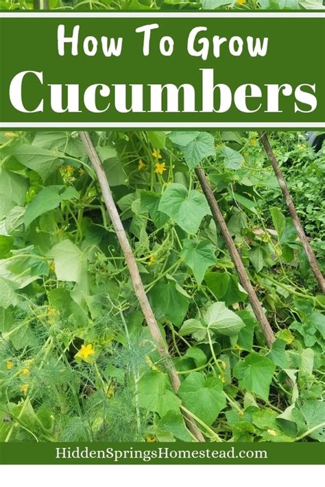How To Plant Cucumbers Plant Grow Harvest