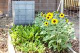Photos of Full Sun Garden Vegetables