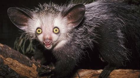 13 Ugly Animals That Prove Beauty Is In The Eye Of The