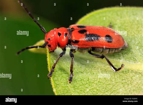 Red Milkweed Beetle Tetraopes Tetrophthalmus On Leaf Stock Photo Alamy