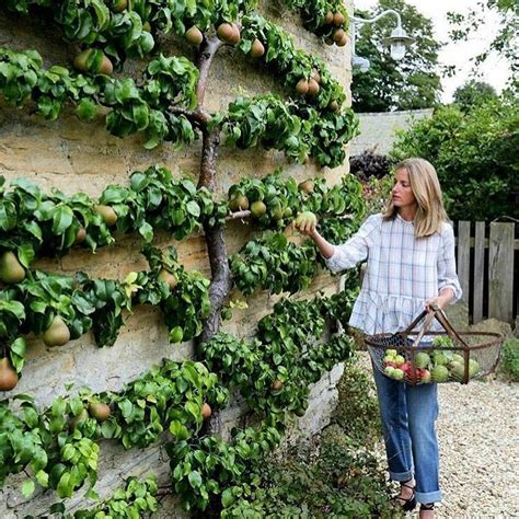 Gardenactivist Espaliered Fruit Tree Garden Growing Roses Wall Garden