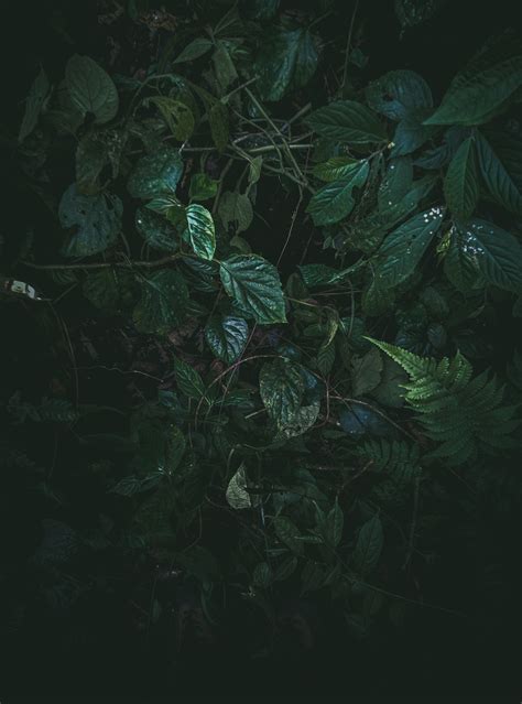 무료 이미지 검은 녹색 어둠 삽화 유기체 디자인 식물 무늬 미술 공간 가상의 인물 3120x4208