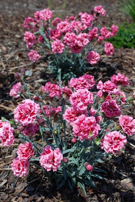 Dianthus Sugar Plum Living Fashion