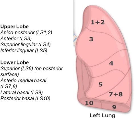 Bronchopulmonary Segments Of The Left Lung Download Scientific Diagram
