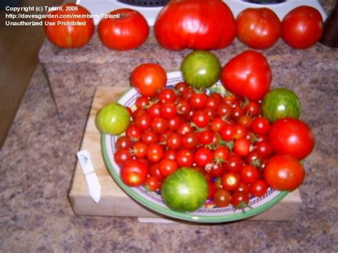 Tomatoes And Peppers Earthbox Tomato Growers 1 By Tplant