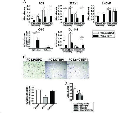 Ctbp1 Diminishes Cell Adhesion In Pca Cell Lines Cell Adhesion Assay