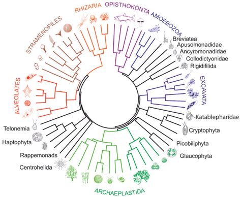 Deep Phylogeny Of Eukaryotes Showing The Position Of Small Eukaryotic Download Scientific