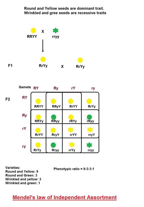 Mendel discovered the principles of inheritance with experiments in which a large number of pea plants were crossed. How does Mendel's experiment show that traits are ...