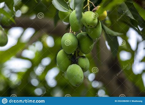 Sunshine Mango Tree Ripe Mango Fruit Stock Photo Image Of Dietary